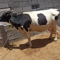سلامگاوباگوساله