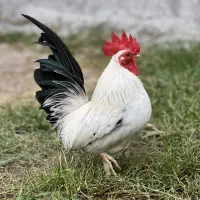 مرغ پولند لهستانی چاپتیز اورجینال|حیوانات مزرعه|رضوانشهر, |دیوار