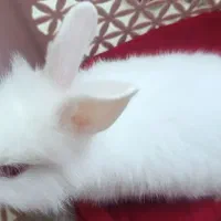 یک خرگوش ناز تمیز بازی گوش