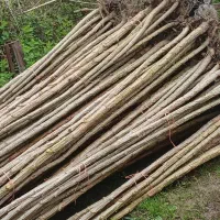 نهال صنوبر آمریکایی و احداث باغ با اقساط ۶۰ ماهه