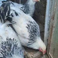 مرغ خروس برهما