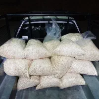 سیر مروارید پیاز پوست گیری شده