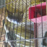 مرغ عشق ، جفتی ، مولد|پرنده|شیراز, شهرک مخابرات|دیوار