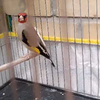 سهره رام مست بخون