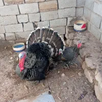 بوقلمون|حیوانات مزرعه|بیرجند, |دیوار