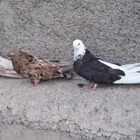 کبوتر سو قدیم ب شرط