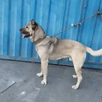 سگ سراب|سگ|اشتهارد, |دیوار