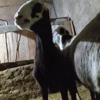 افشاری. پلنگی. مهربانی. بختیاری.|حیوانات مزرعه|کنگاور, |دیوار