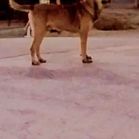 دو عدد سگ خوب بگیر|سگ|کرمانشاه, |دیوار