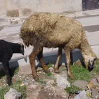 میش جوان با بره نر|حیوانات مزرعه|قزوین, |دیوار