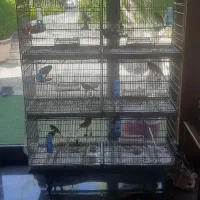 18عدد قناری رسمی سوپر