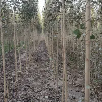 نهال زردآلو شاهرودی،انتخاب ممتاز باغداران اقتصادی|خدمات باغبانی و درختکاری|آباده, |دیوار