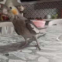 عروس هلندی گمشده|حیوانات|کرج, شهرک بهارستان|دیوار