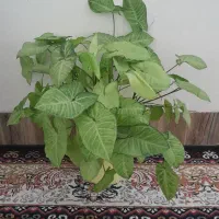 سینگونیوم ابلق