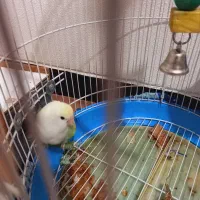 یک عدد طوطی کوتوله ماداکاسکار