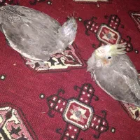 عروس هلندی|پرنده|پاکدشت, پاکدشت (مامازند)|دیوار