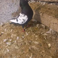 سینه سیاه کبوتر کفتر|پرنده|فسا, |دیوار