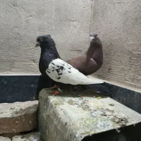 کفتر درجه ۱|پرنده|شیراز, حومه شیراز|دیوار