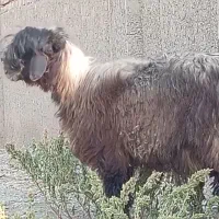 بره میش بز