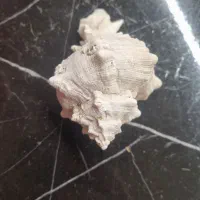 سنگ|کلکسیون اشیاء عتیقه|بیرجند, |دیوار