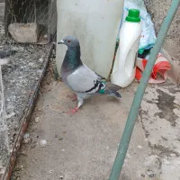 کفتر پلاکی شکار