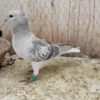 نر ساده مگسی کاکلی|پرنده|فرح دشت, |دیوار