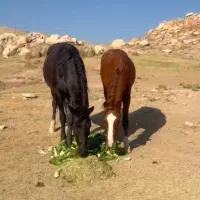 فروش چند راس مادیان و نریان.کره|اسب و تجهیزات اسبسواری|آبعلی, |دیوار