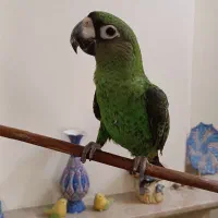 طوطی ژاردین