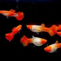 انواع گوپی مولی پلاتی کالرزبرا لجن خ آنجل آکواریوم