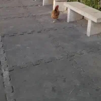 مرغ تخم گذار رسمی|حیوانات مزرعه|قم, بنیاد|دیوار