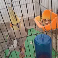 عروس هلند جفت و مولد|پرنده|خوانسار, |دیوار