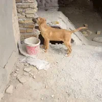 توله میکس سرابی عراقی