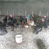 فروش بوقلمون