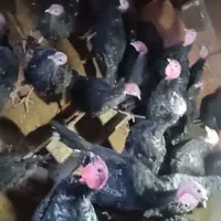 بوقلمون|حیوانات مزرعه|تربت‌حیدریه, شهید بهشتی|دیوار