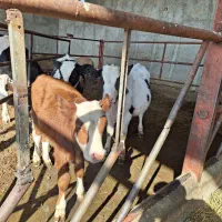 گوساله نر|حیوانات مزرعه|محمدیه-قزوین, |دیوار