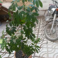 گل آپارتمانی|گل و گیاه طبیعی|نیشابور, شهرک رسولی|دیوار