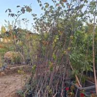 نهال به اصفهان ریشه پر