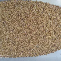 بذر یونجه اصیل همدانی پایه بلند«هر کیلو330»|خدمات باغبانی و درختکاری|ملایر, |دیوار