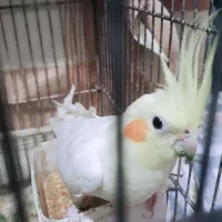 عروس هلندی و جفت طوطی کوتوله
