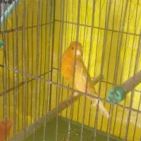 قناری‌نرجوان‌پرتغالی‌‌سوپر