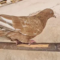 کفتر