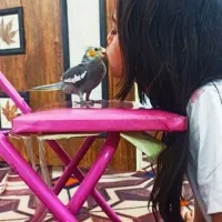 یک جفت مرغ عشق مولد بهمراه دوتا جوجه عروس هلندی|پرنده|نرماشیر, |دیوار