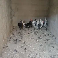 3عدد مرغ ویک عدد خروس گلین|حیوانات مزرعه|شهرضا, |دیوار