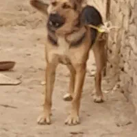 واگذاری سگ ژرمن