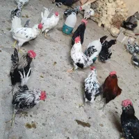 خروس ومرغ گلین چهل تاج