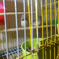 فنج مولد|پرنده|قزوین, |دیوار