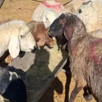 فروش میش آبستن|حیوانات مزرعه|شیراز, گویم|دیوار