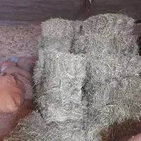 پرس یونجه چن اول