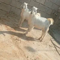 شاخه گل