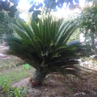 فروش گل سیکاس ۱۵ ساله|گل و گیاه طبیعی|بهشهر, |دیوار